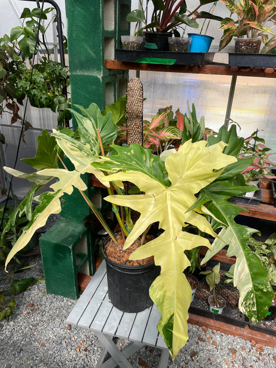 Variegated Philodendron Golden Dragon