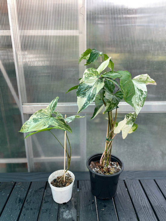 White Variegated Syngonium Albo Variegata