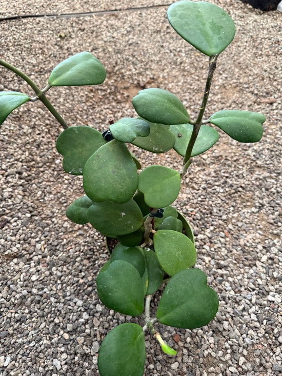 Hoya Kerrii