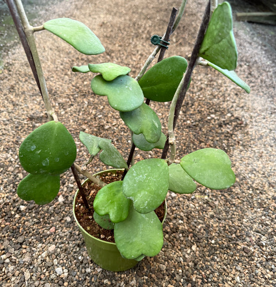 Hoya Kerrii