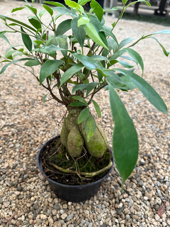 Ficus Ginseng (Ficus microcarpa)