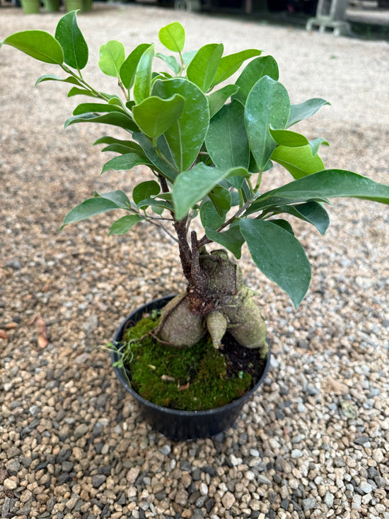 Ficus Ginseng (Ficus microcarpa)