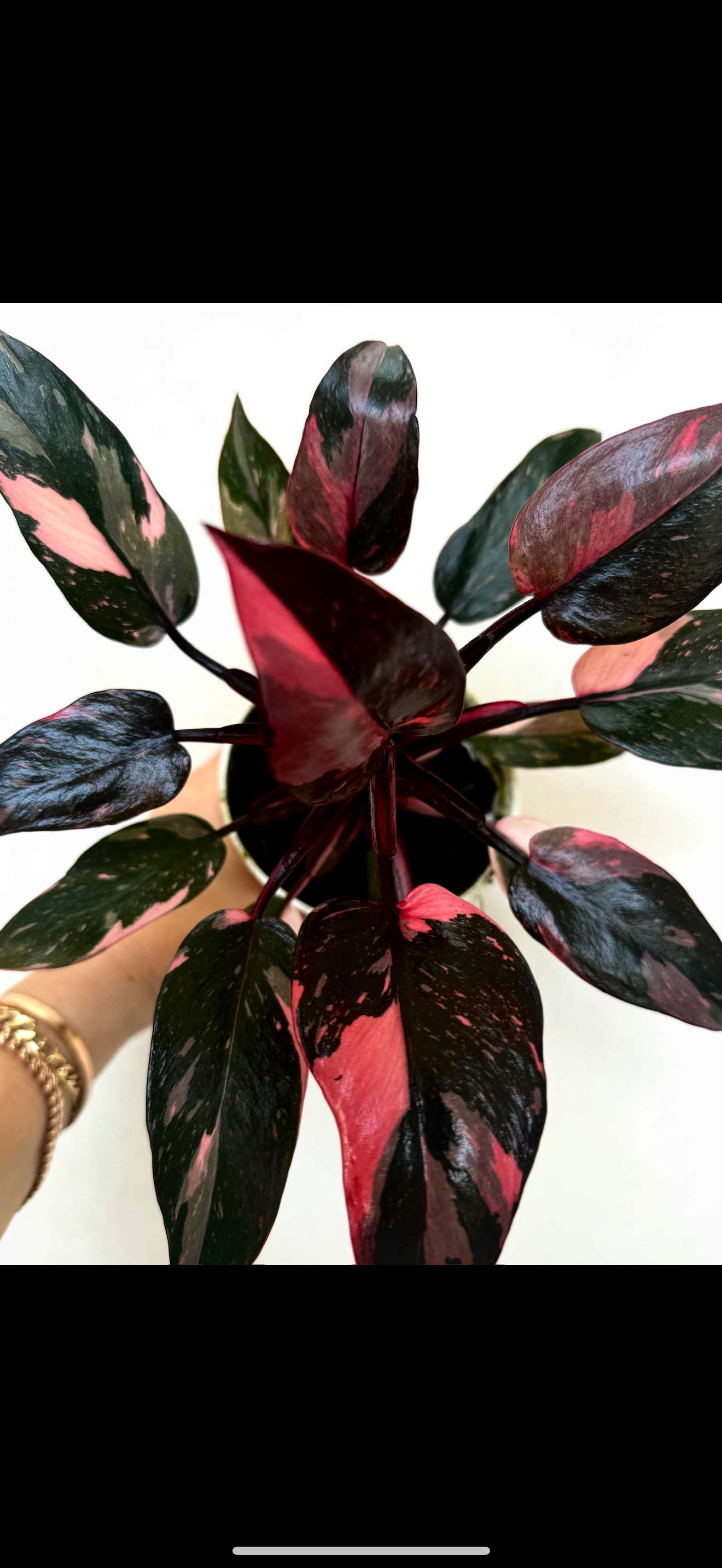 Black Cherry Pink Princess from Plant Vault