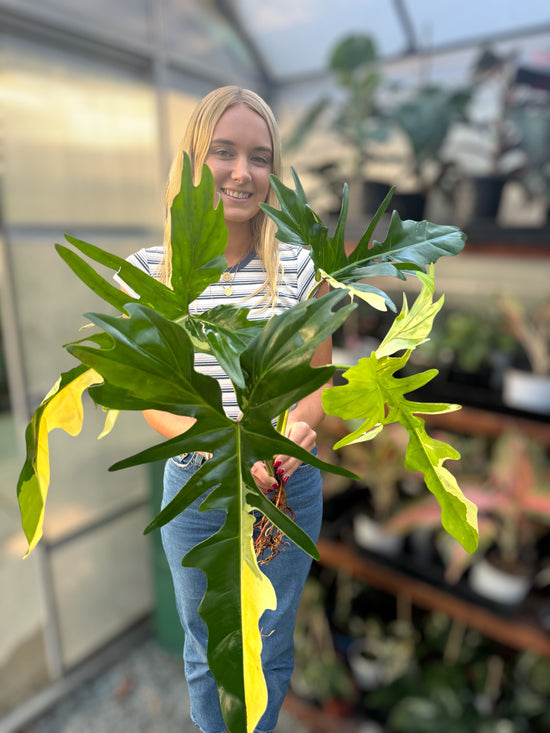 Philodendron Variegated Golden Dragon for sale at Plant Vault