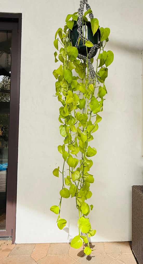 Neon Pothos (extra long)