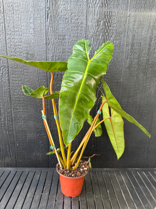 Philodendron Billietiae