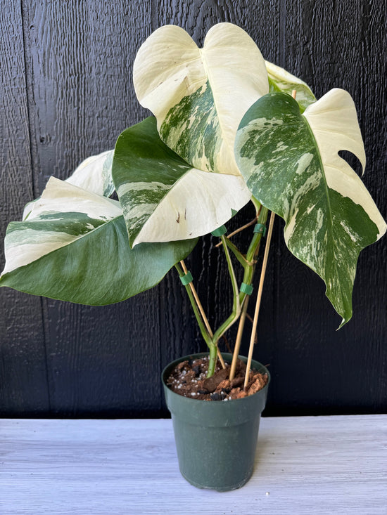 Variegated Monstera Albo