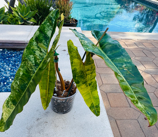 Variegated Billietiae Philodendron