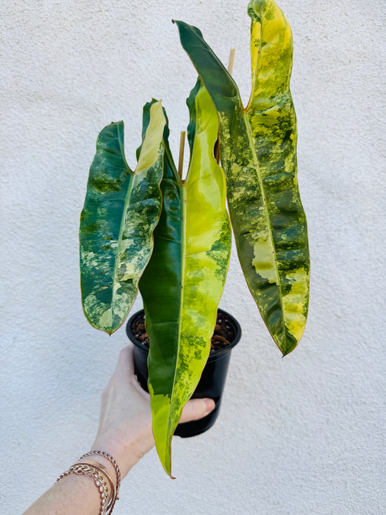 Variegated Billietiae Philodendron