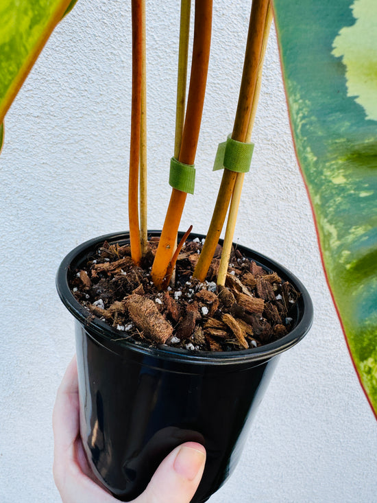 Variegated Billietiae Philodendron