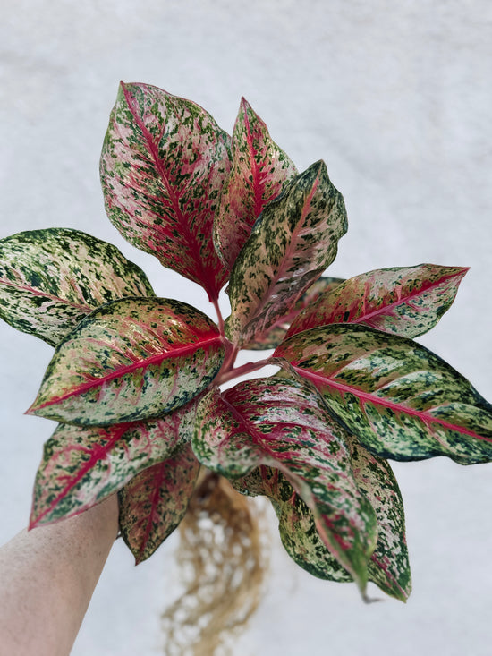 Aglaonema 10 Karat