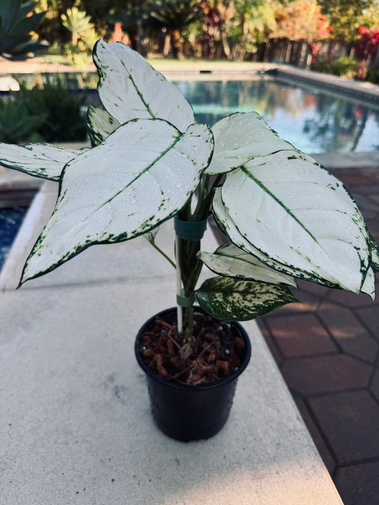 Aglaonema Super White