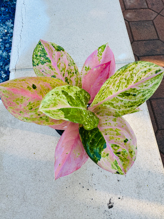 Aglaonema Prakaiphet