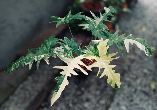 Variegated Golden Dragon