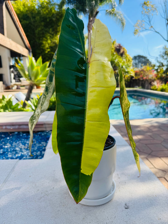 Variegated Billietaie Philodendron at Plant Vault