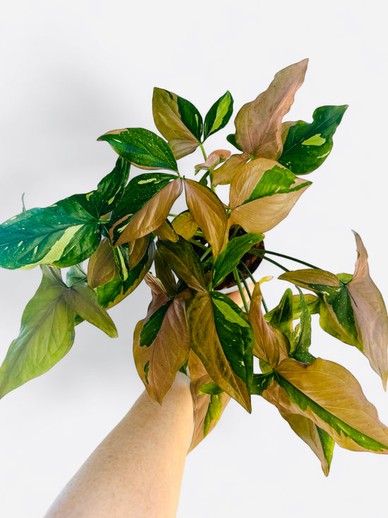 Syngonium Pink Splash for sale - Plant Vault