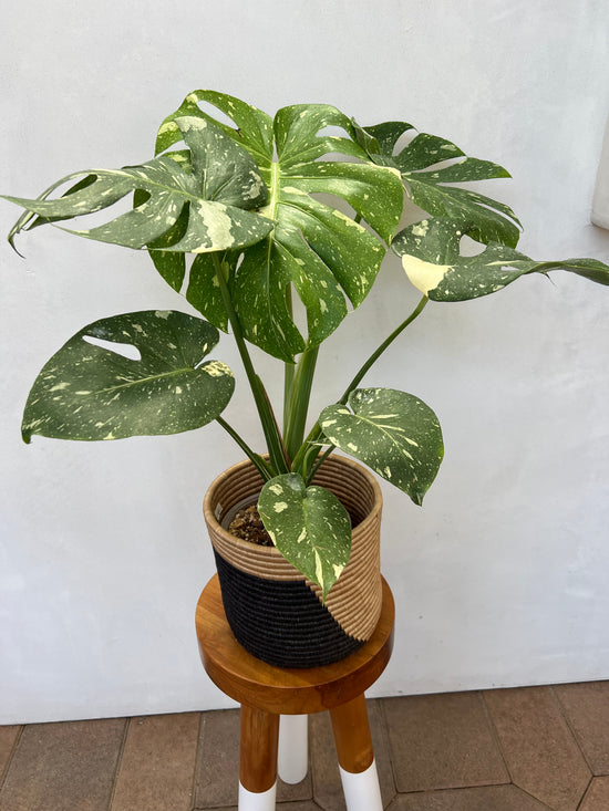 Large Variegated Monstera Thai Constellation for sale - plant vault encinitas california - rare variegated houseplant