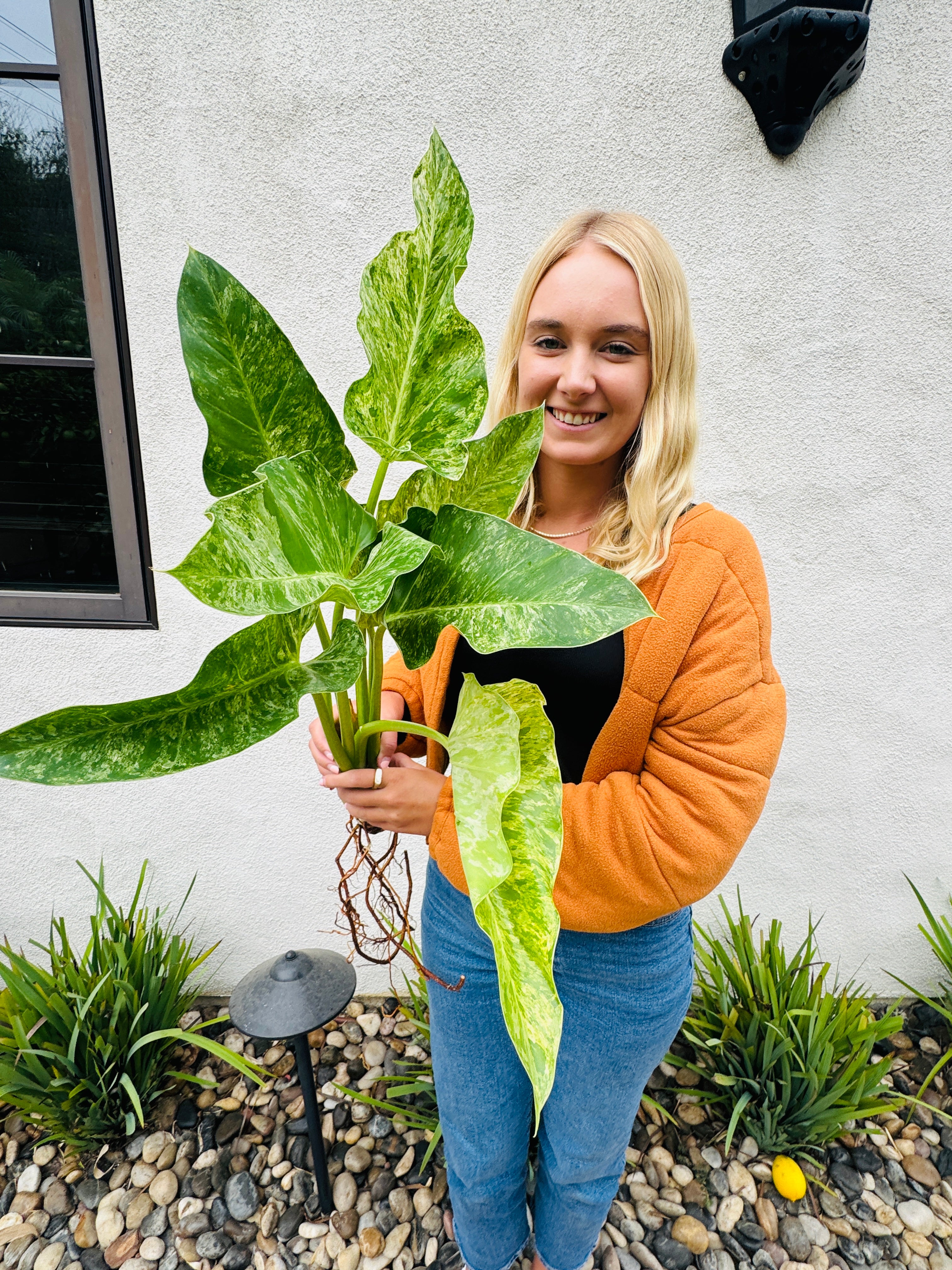 Philodendron Blizzard for sale at Plant Vault