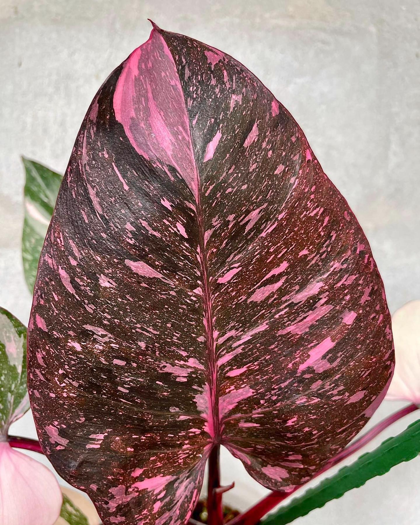 Philodendron Pink Princess Marble Galaxy - Rare Indoor Houseplants for sale - San Diego, California