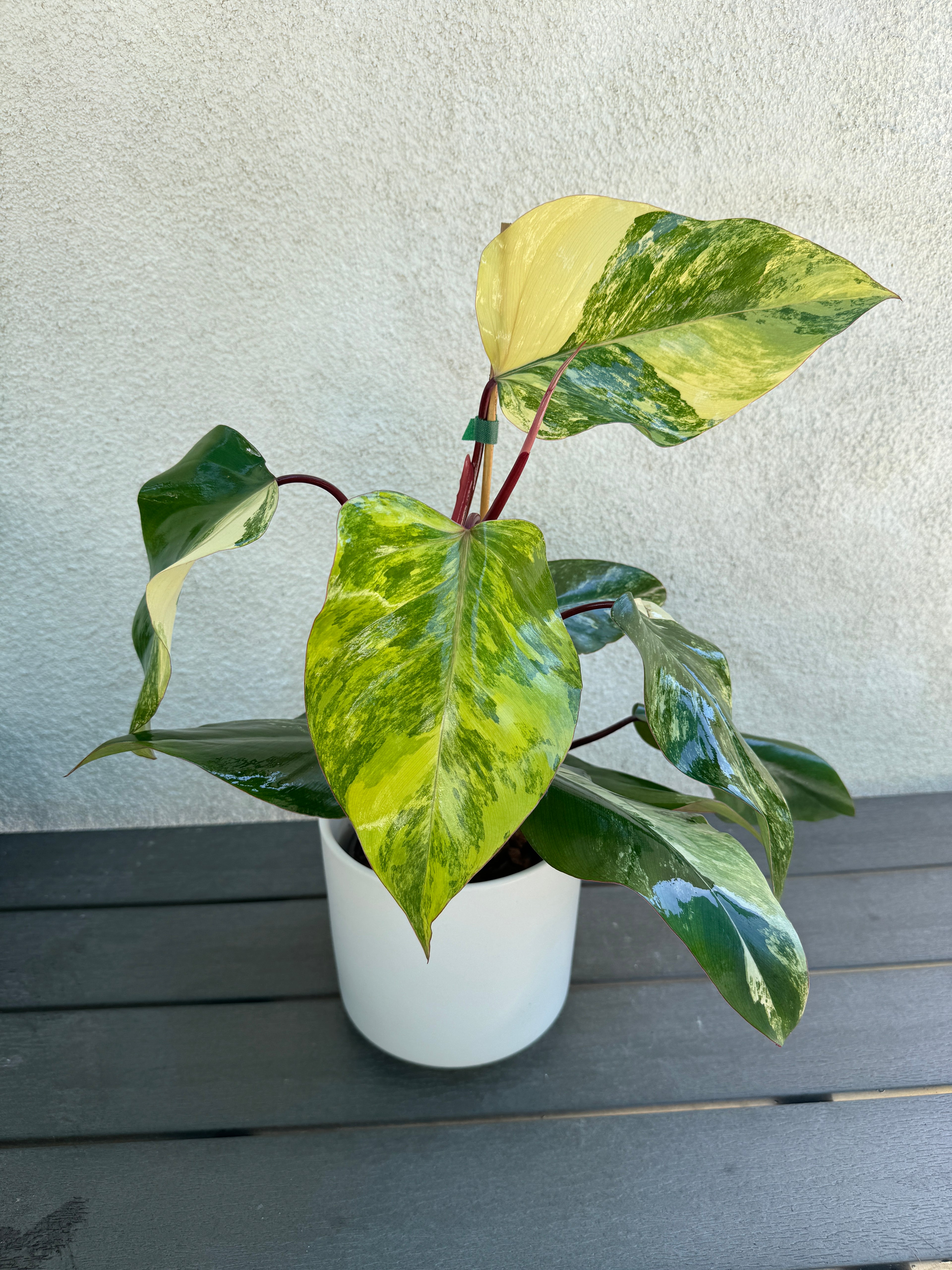 Large Variegated Strawberry Shake Philodendron for sale at Plant Vault