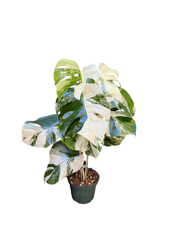 Variegated Monstera Albo