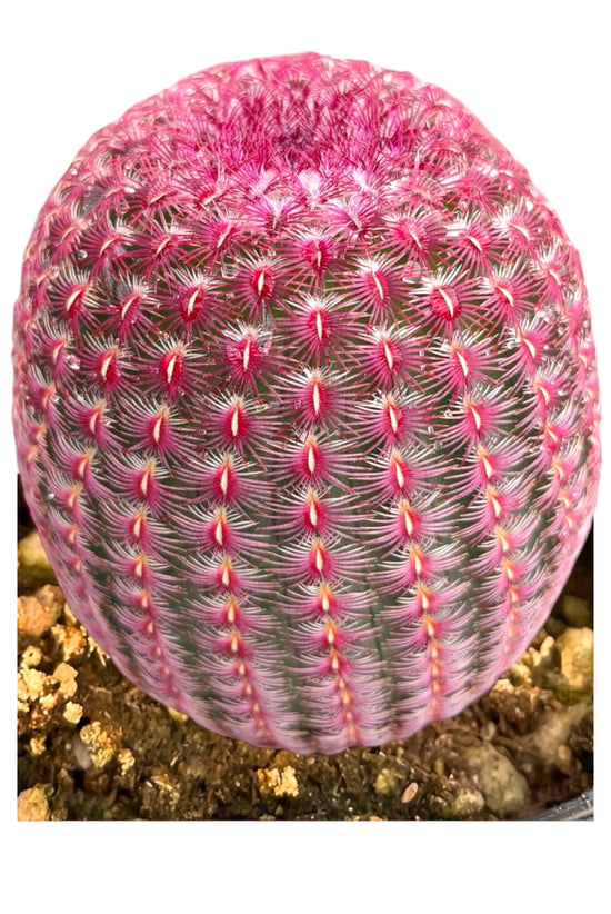 Rainbow Hedgehog Cactus