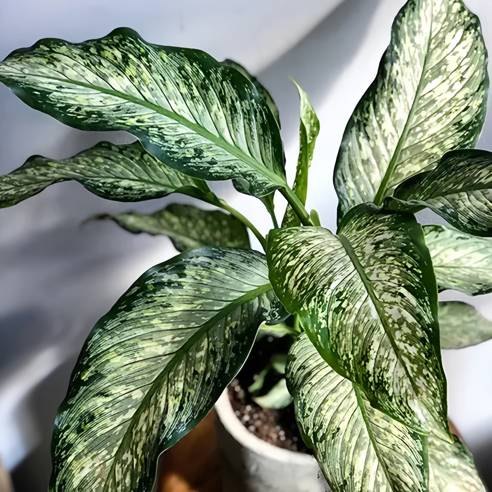 Rare Dieffenbachia - Indoor Houseplants for sale - San Diego, California