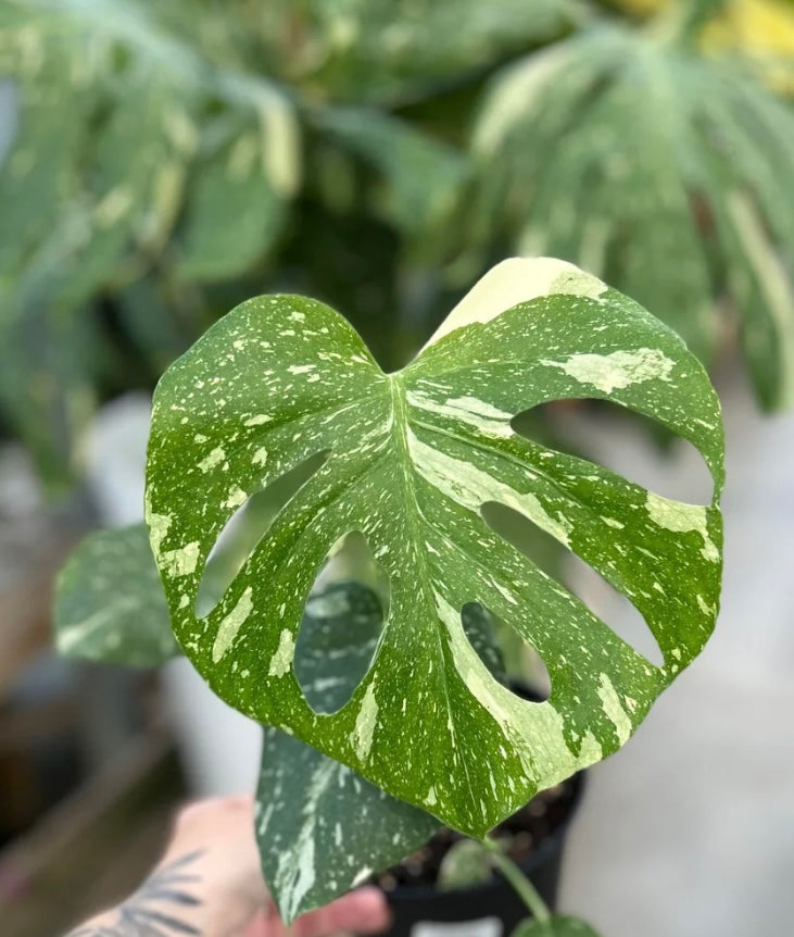 Rare Monstera Thai Constellation Tropical Plant - Indoor Houseplants for sale at Plant Vault - San Diego, California