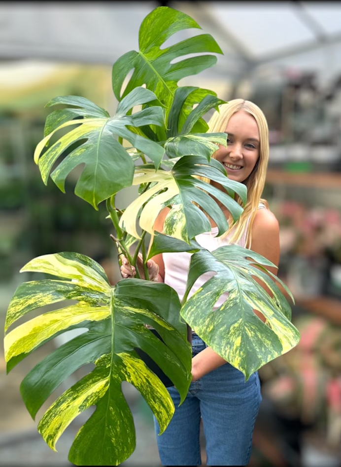 Monstera Aurea for sale at Plant Vault