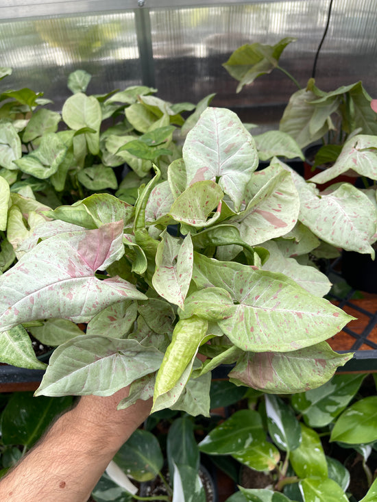  Syngonium podophyllum - Syngonium Milk Confetti for sale near me cheap