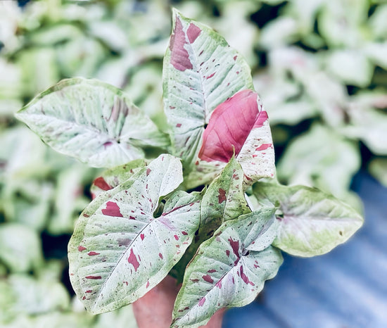 Syngonium Milk Confetti