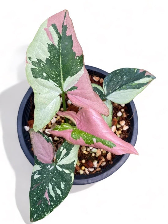 Syngonium Tricolor for sale at Plant Vault