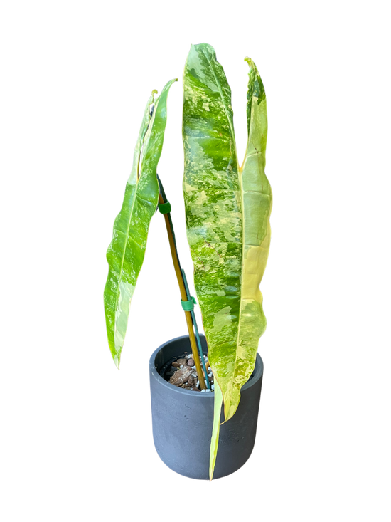 Highly Variegated Billietiae Philodendron