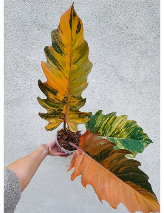 Caramel Marble Philodendron