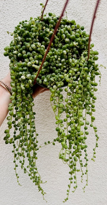 Variegated String of Pearls