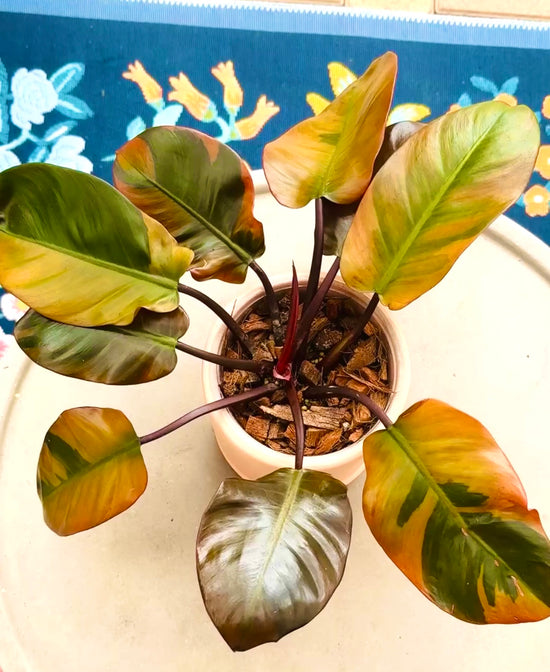 Variegated black cardinal philodendron for sale at Plant Vault