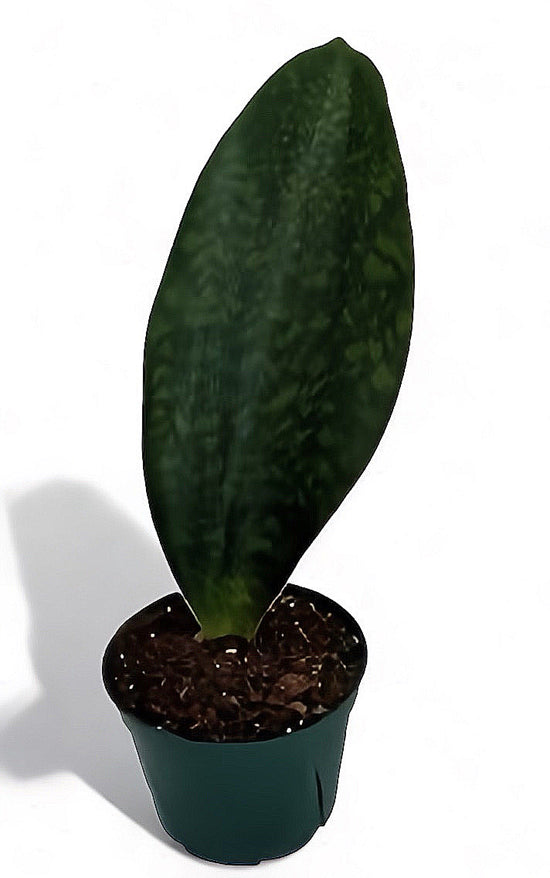 Whale Fin Snake Plant (Sansevieria Masoniana) for sale near me