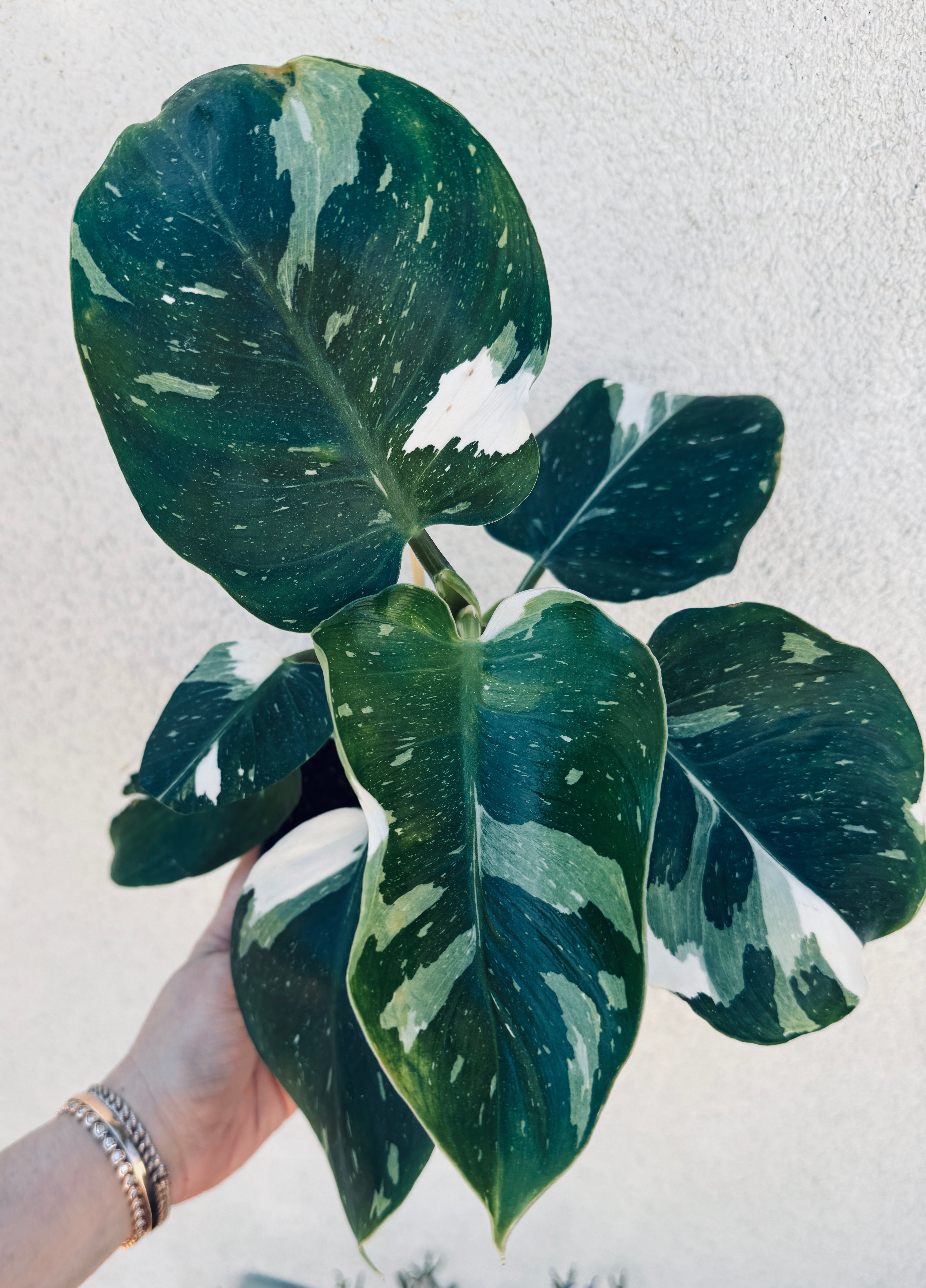 Philodendron White Knight - Rare Indoor Houseplants for sale - San Diego, California