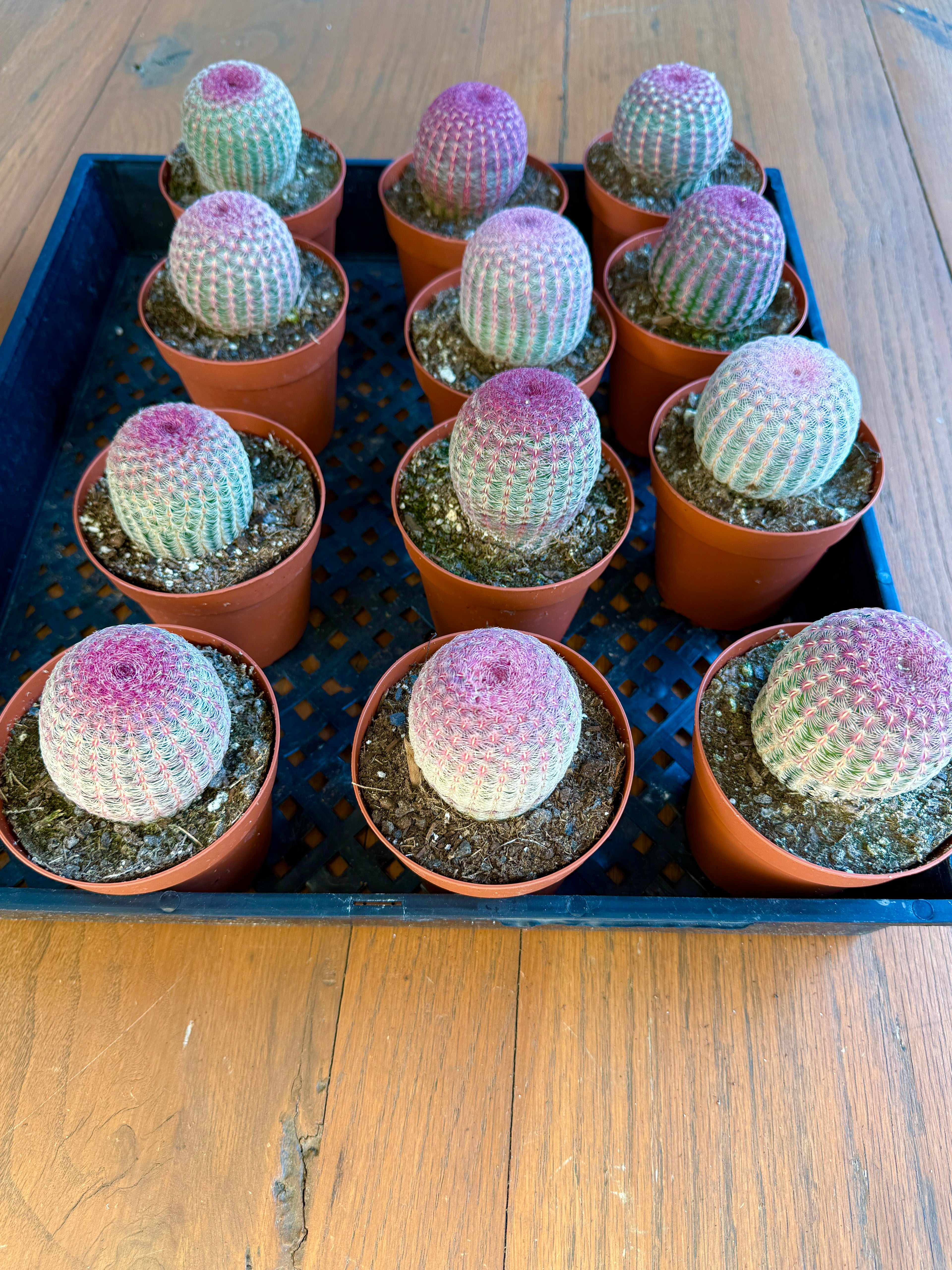 group of Rainbow Hedgehog Cactus