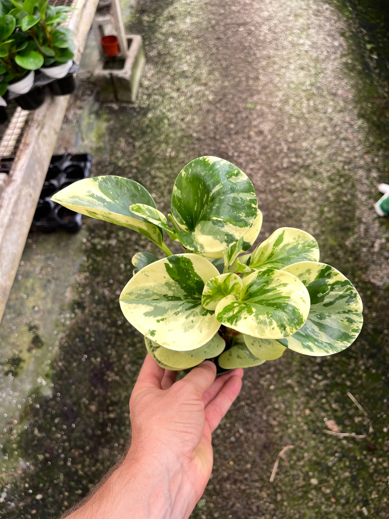 peperomia-obtusifolia-variegata-baby-rubber-plant-plantvault