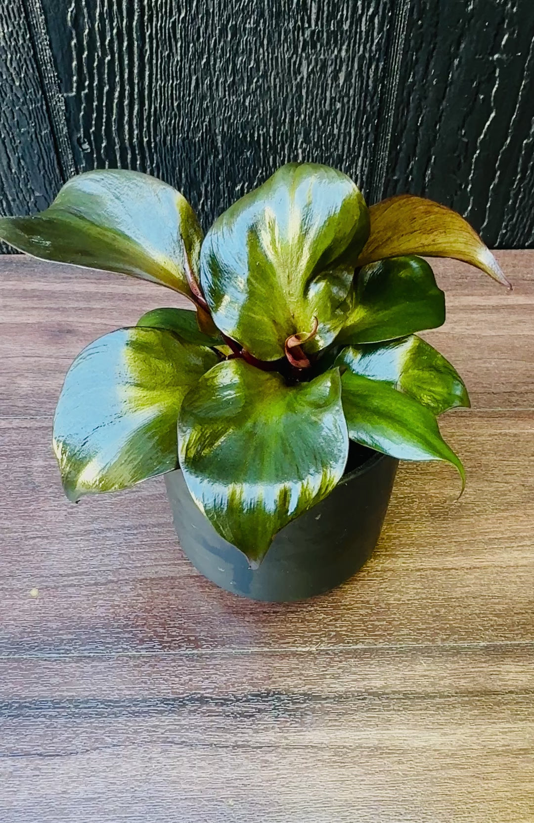 Philodendron Red Sun