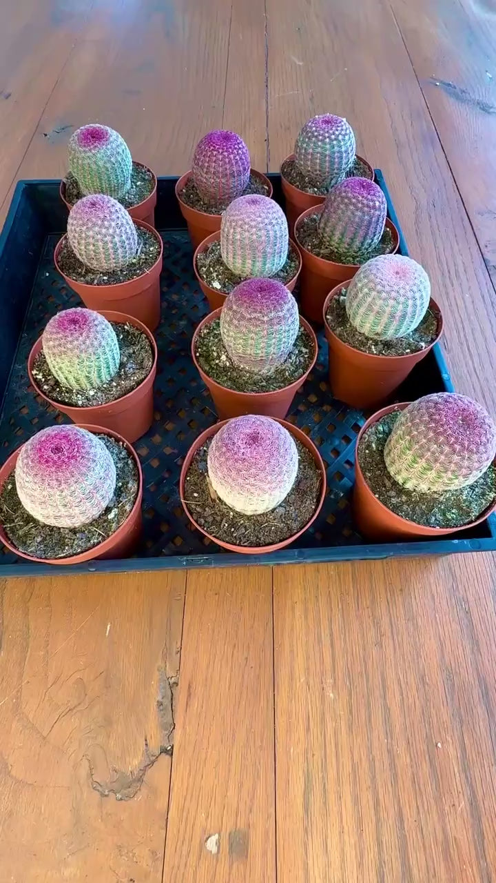 Rainbow Hedgehog Cactus